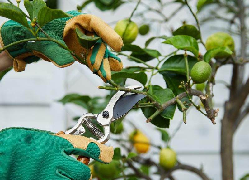Orange Tree Pruning