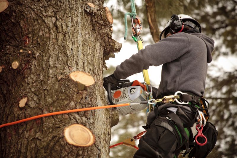 Arborist Performing Tree Inspection