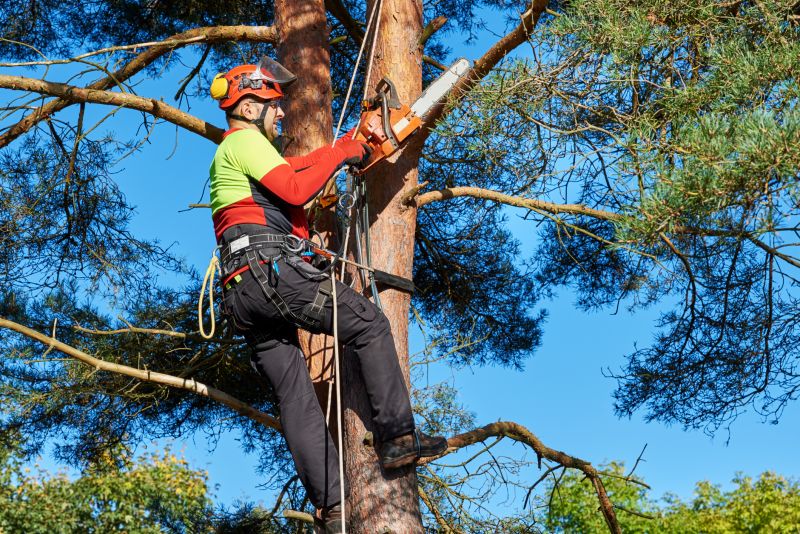 Pruning a Mature Tree
