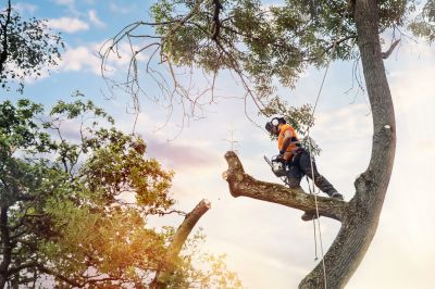 Local Tree Care Companies