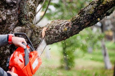 Customized Tree Maintenance