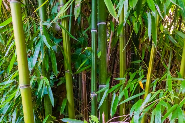 Cost of Bamboo Trimming in Flagstaff