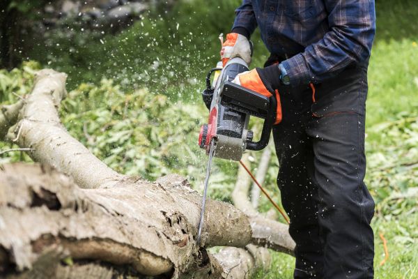 Cost of Branch Removal Service in Flagstaff