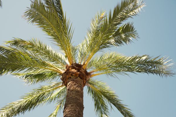 Palm Tree Pruning in Flagstaff