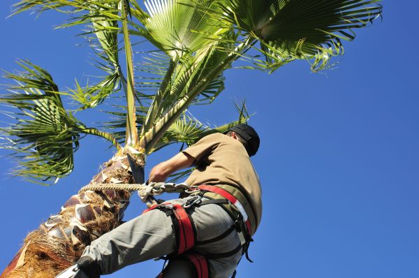 Palm Tree Trimming in Flagstaff