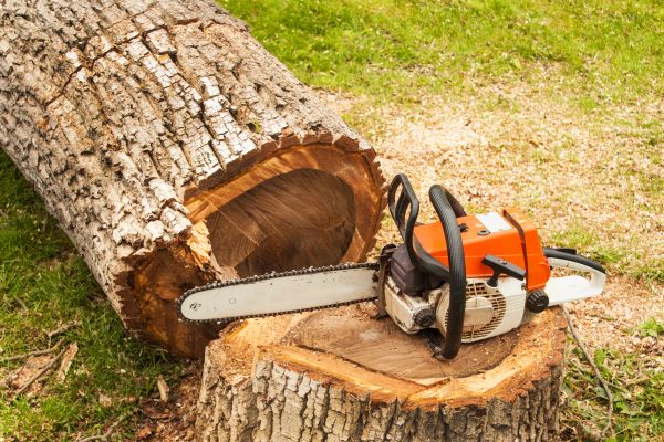 Tree Cutting Service in Flagstaff
