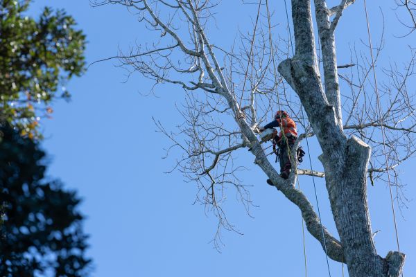 Cost of Tree Topping Service in Flagstaff