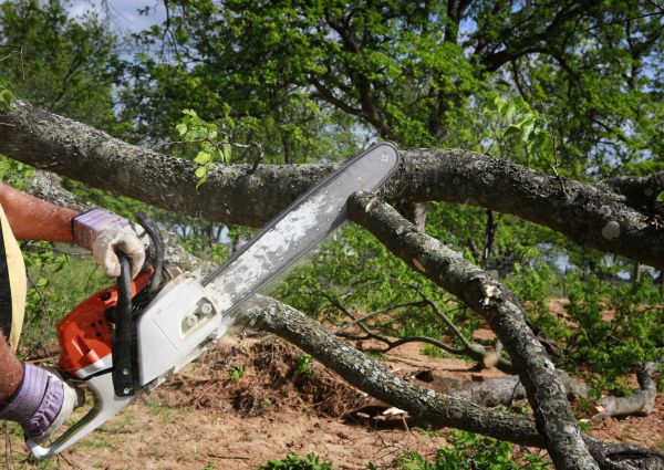 Cost of Tree Lopping Service in Flagstaff