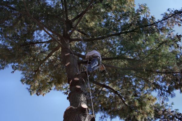 Cost of Trimming Service in Flagstaff