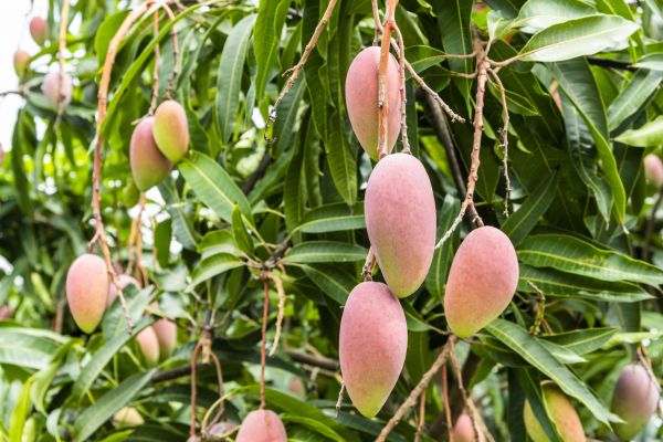 Cost of Mango Tree Trimming in Flagstaff