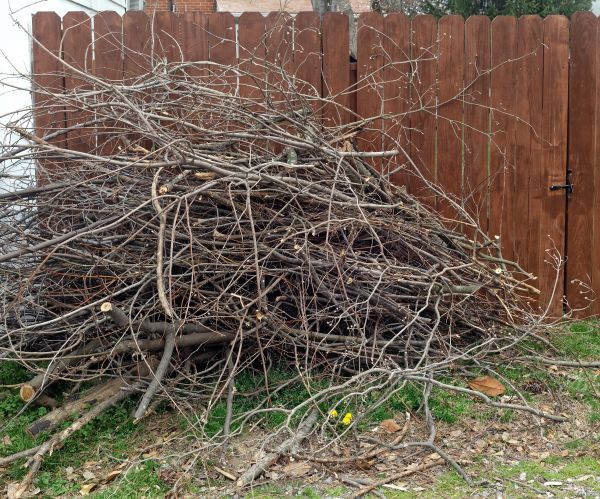 Cost of Dead Branch Removal in Flagstaff