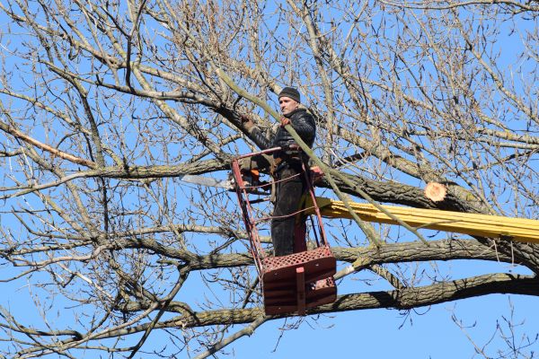 Cost of Emergency Tree Trimming in Flagstaff