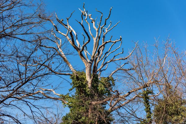 Cost of Deadwood Removal in Flagstaff