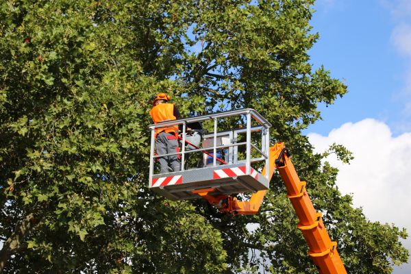 Commercial Tree Service in Flagstaff