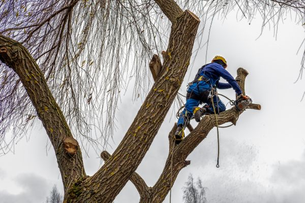 Cost of Tree Maintenance Service in Flagstaff