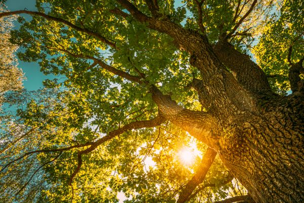 Cost of Oak Tree Pruning in Flagstaff