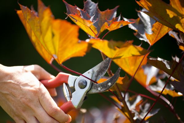 Cost of Maple Tree Pruning in Flagstaff