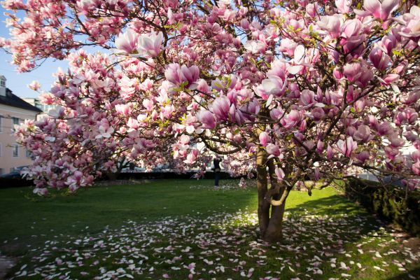 Cost of Magnolia Tree Pruning in Flagstaff