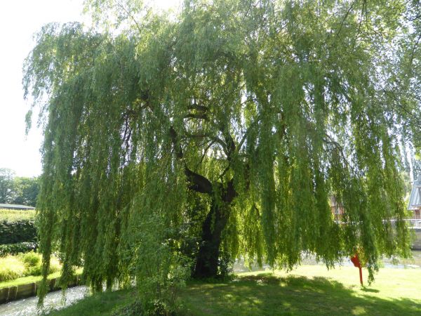 Cost of Willow Tree Trimming in Flagstaff
