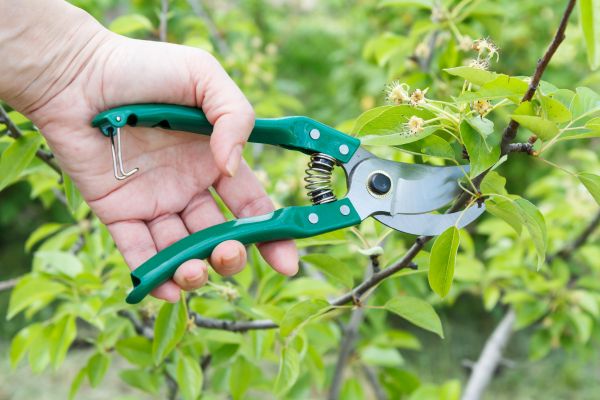 Cost of Pear Tree Pruning in Flagstaff