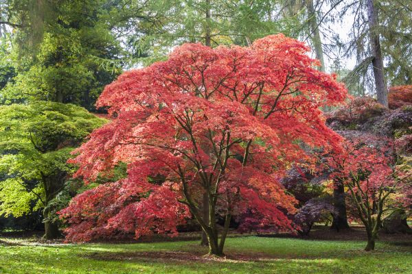 Japanese Maple Pruning in Flagstaff