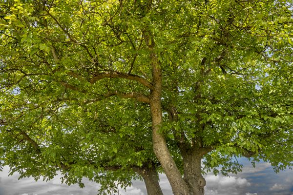 Cost of Walnut Tree Trimming in Flagstaff