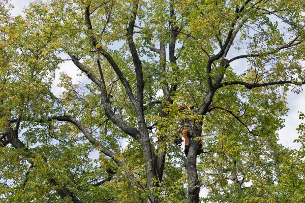 Cost of Tree Crown Shaping in Flagstaff