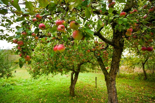Cost of Apple Tree Pruning in Flagstaff