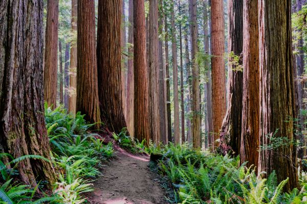 Cost of Redwood Tree Trimming in Flagstaff