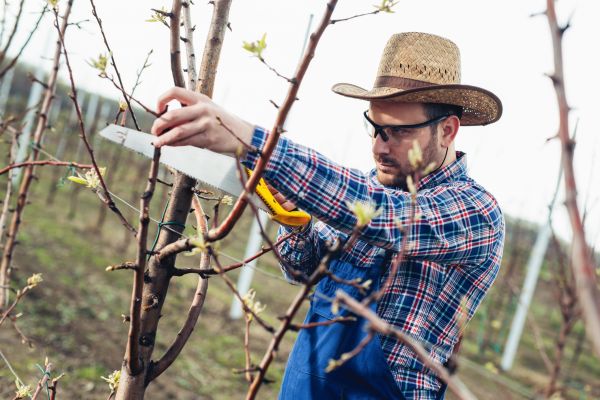 Cost of Orchard Tree Pruning in Flagstaff