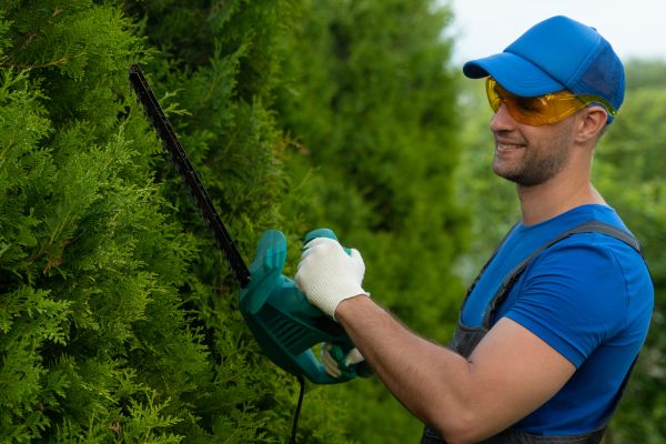 Cost of Tree Shaping Service in Flagstaff