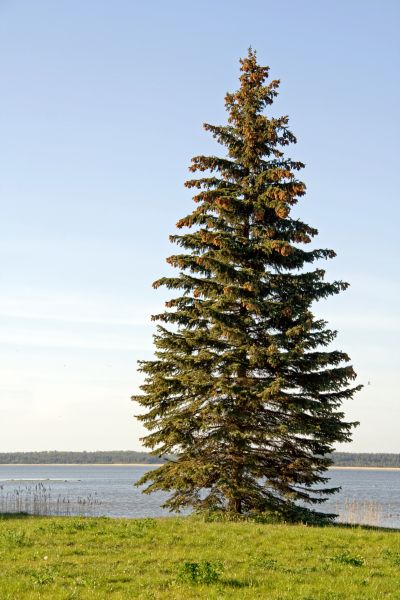 Cost of Spruce Tree Pruning in Flagstaff