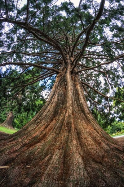 Cost of Cedar Tree Pruning in Flagstaff