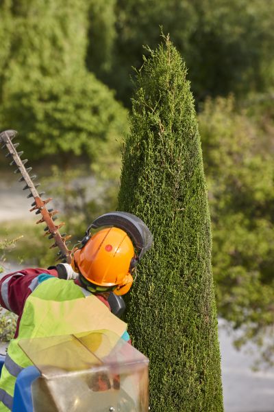 Cost of Cypress Tree Trimming in Flagstaff