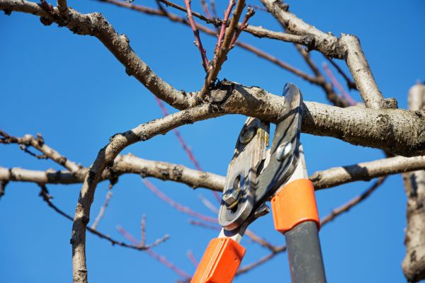 Peach Tree Trimming in Flagstaff