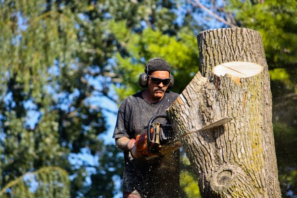 Cost of Ash Tree Pruning in Flagstaff