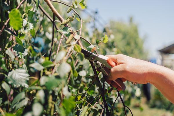 Cost of Birch Tree Pruning in Flagstaff