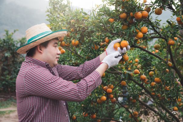 Cost of Orange Tree Pruning in Flagstaff