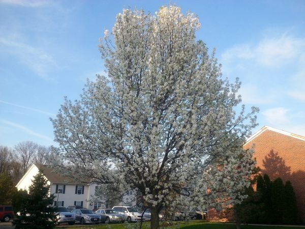 Cost of Bradford Pear Tree Pruning in Flagstaff