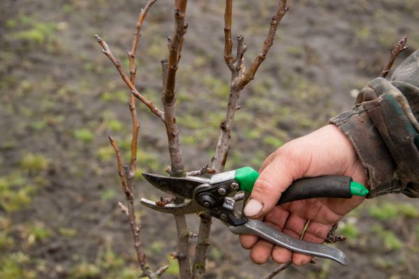 Cost of Pear Trees Pruning in Flagstaff