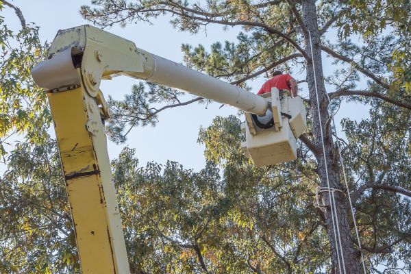 Cost of Limbs Trimming in Flagstaff