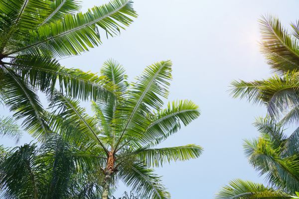 Cost of Queen Palm Tree Trimming in Flagstaff