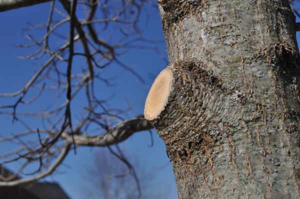 Cost of Limb Pruning in Flagstaff
