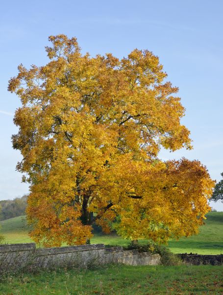 Cost of Hickory Tree Trimming in Flagstaff