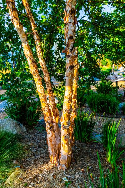 Cost of River Birch Trimming in Flagstaff