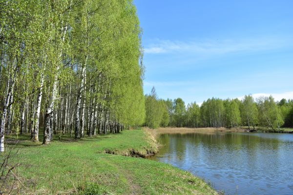 Cost of River Birch Pruning in Flagstaff