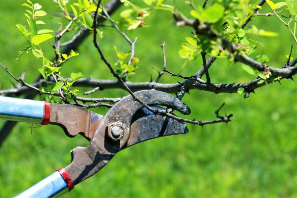Cost of Branches Pruning in Flagstaff