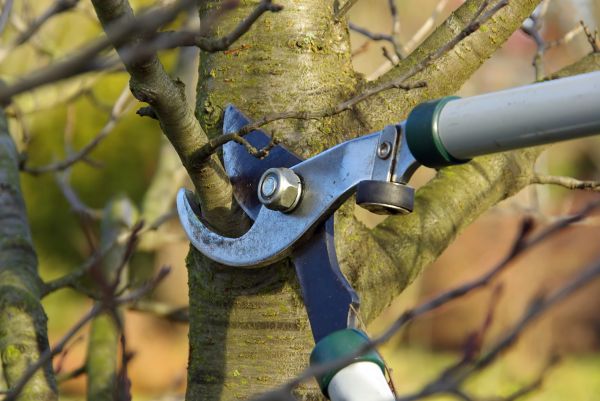 Cost of Tree Limb Trimming Service in Flagstaff