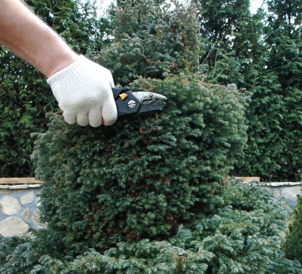 Cost of Ornamental Tree Trimming in Flagstaff