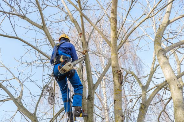 Cost of Large Tree Trimming in Flagstaff
